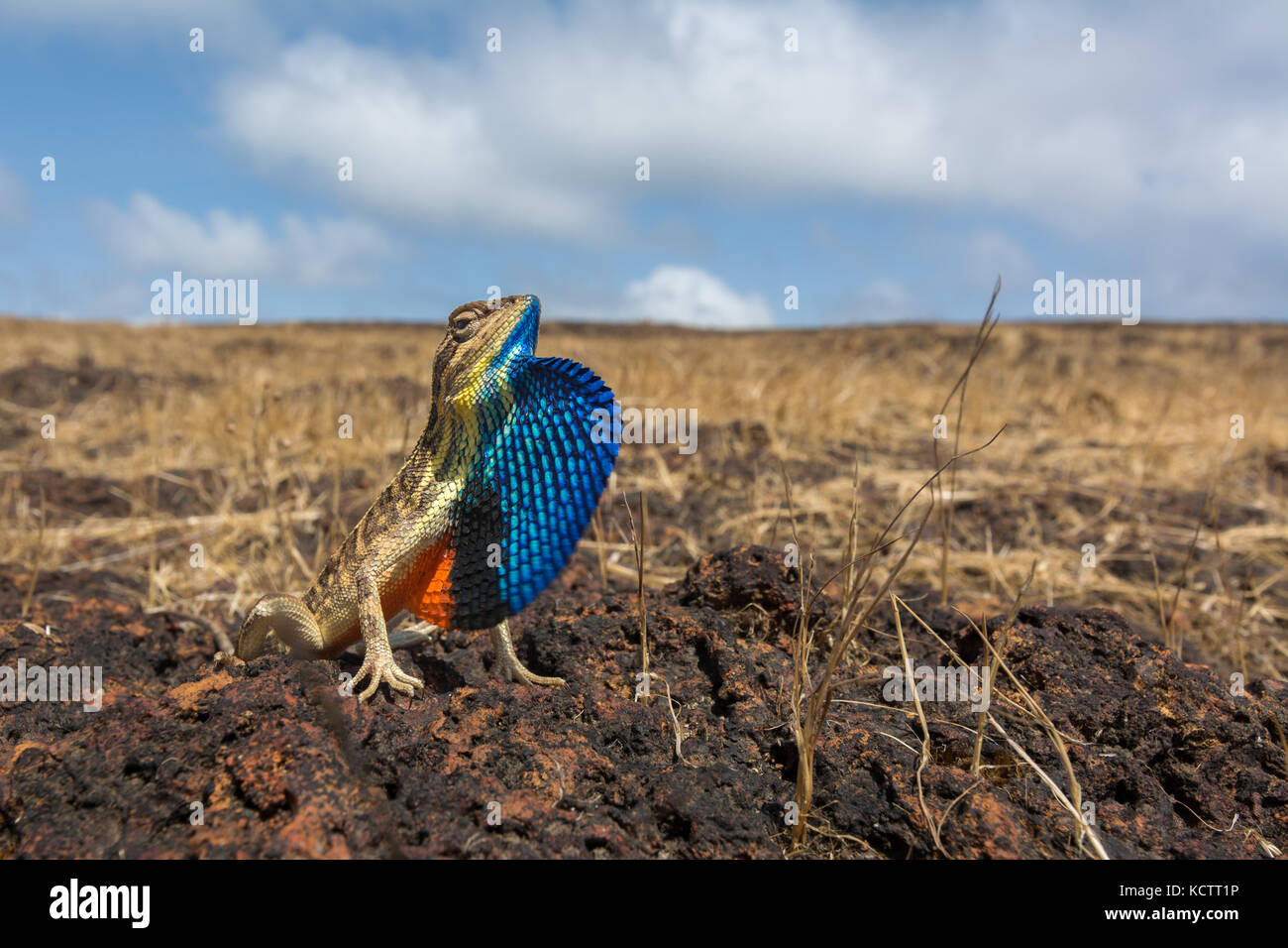 Lézard à gorge de ventilateur Banque D'Images