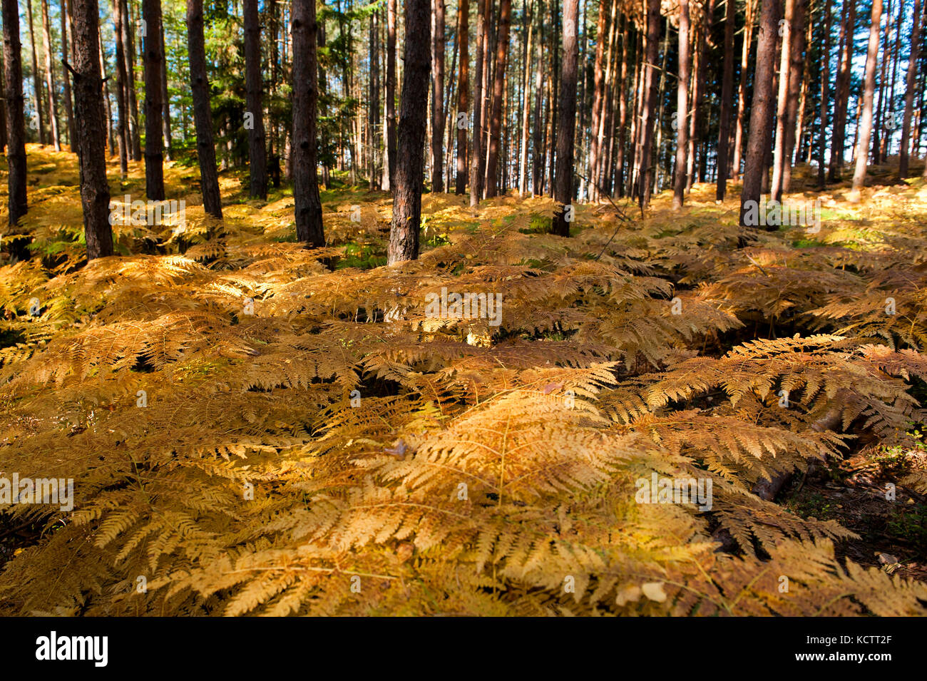 Bois de l'automne et golden fern paradise en tchèque Banque D'Images