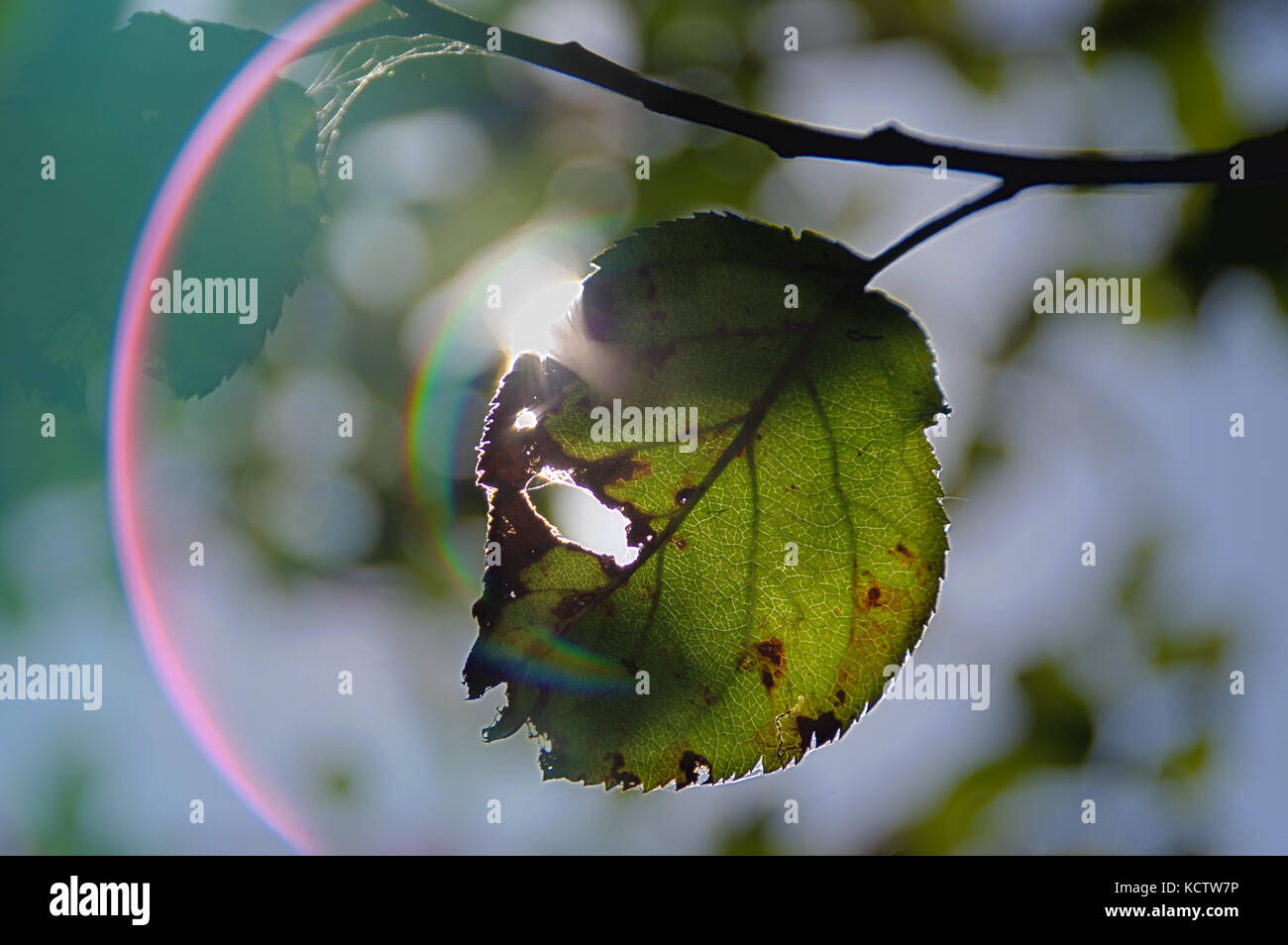 Transparent feuille d'automne on twig avec halo optique. saison d'automne. Banque D'Images