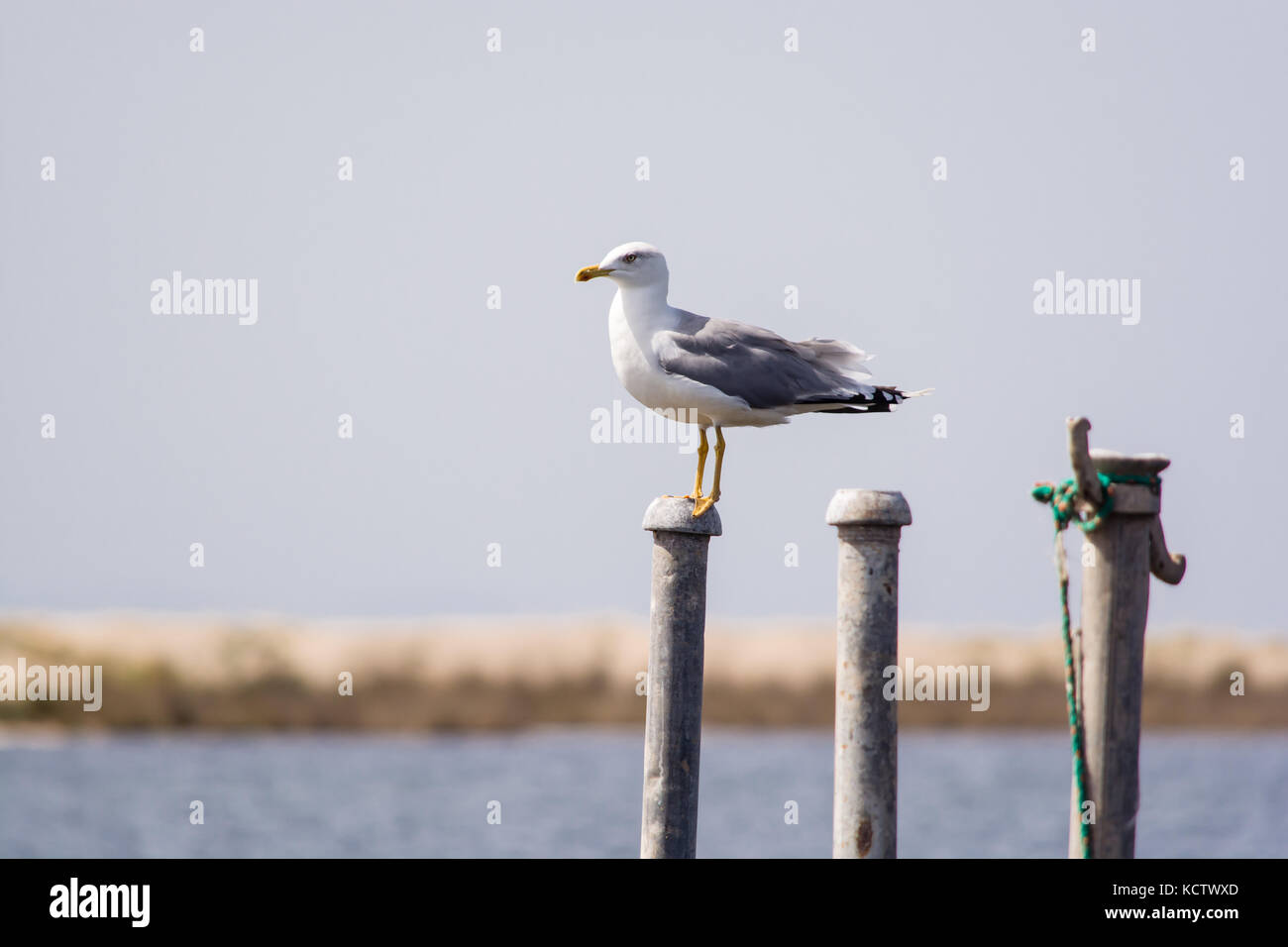 Une mouette debout dans un bureau de scrutin dans la bouche du fleuve Acheloos Banque D'Images