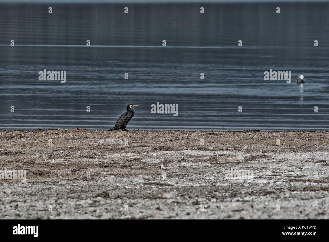 Un cormoran assis à la amvrakia lake Banque D'Images