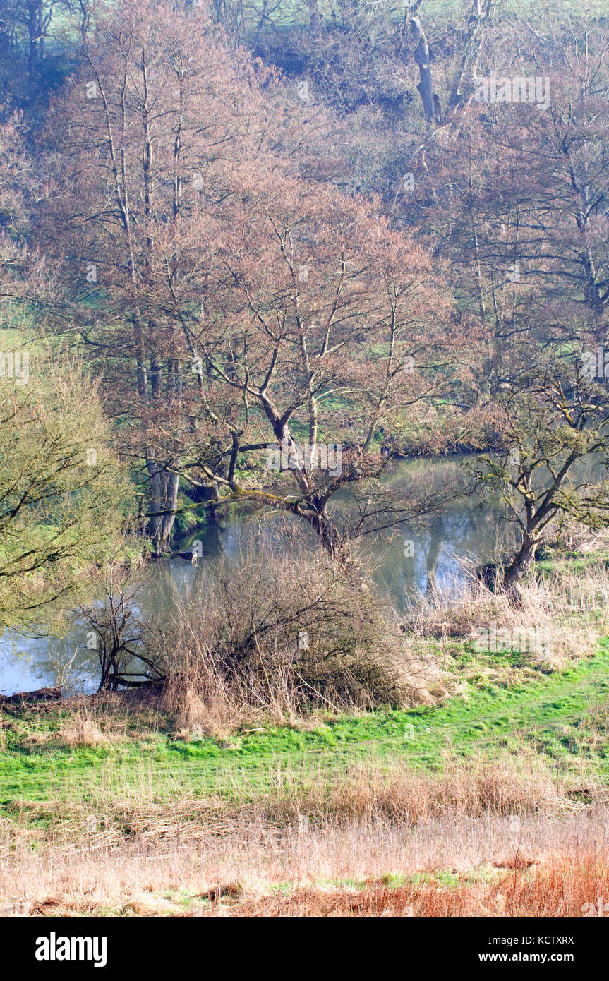 Bois de printemps et de la rivière Frome et aulnes Banque D'Images