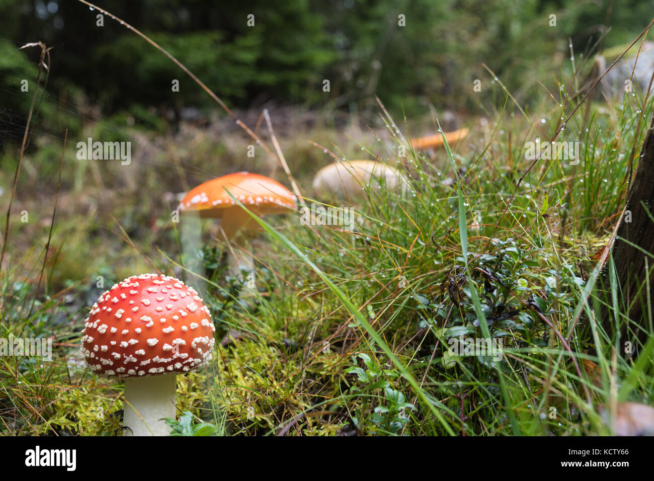 La coupe de la mort et d'autres champignons champignons dans low angle view Banque D'Images