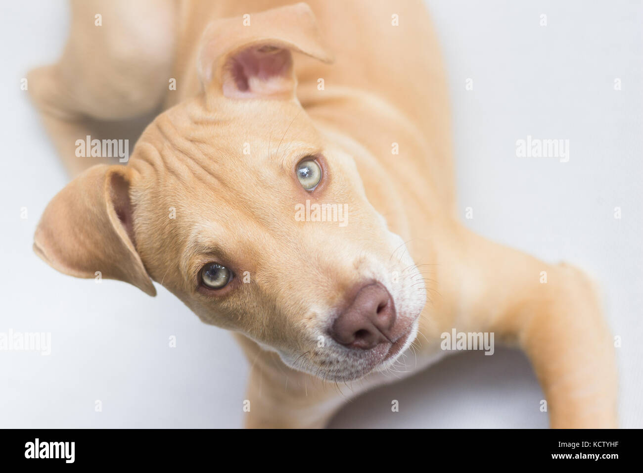Chiot pit bull dog portrait visage Banque D'Images