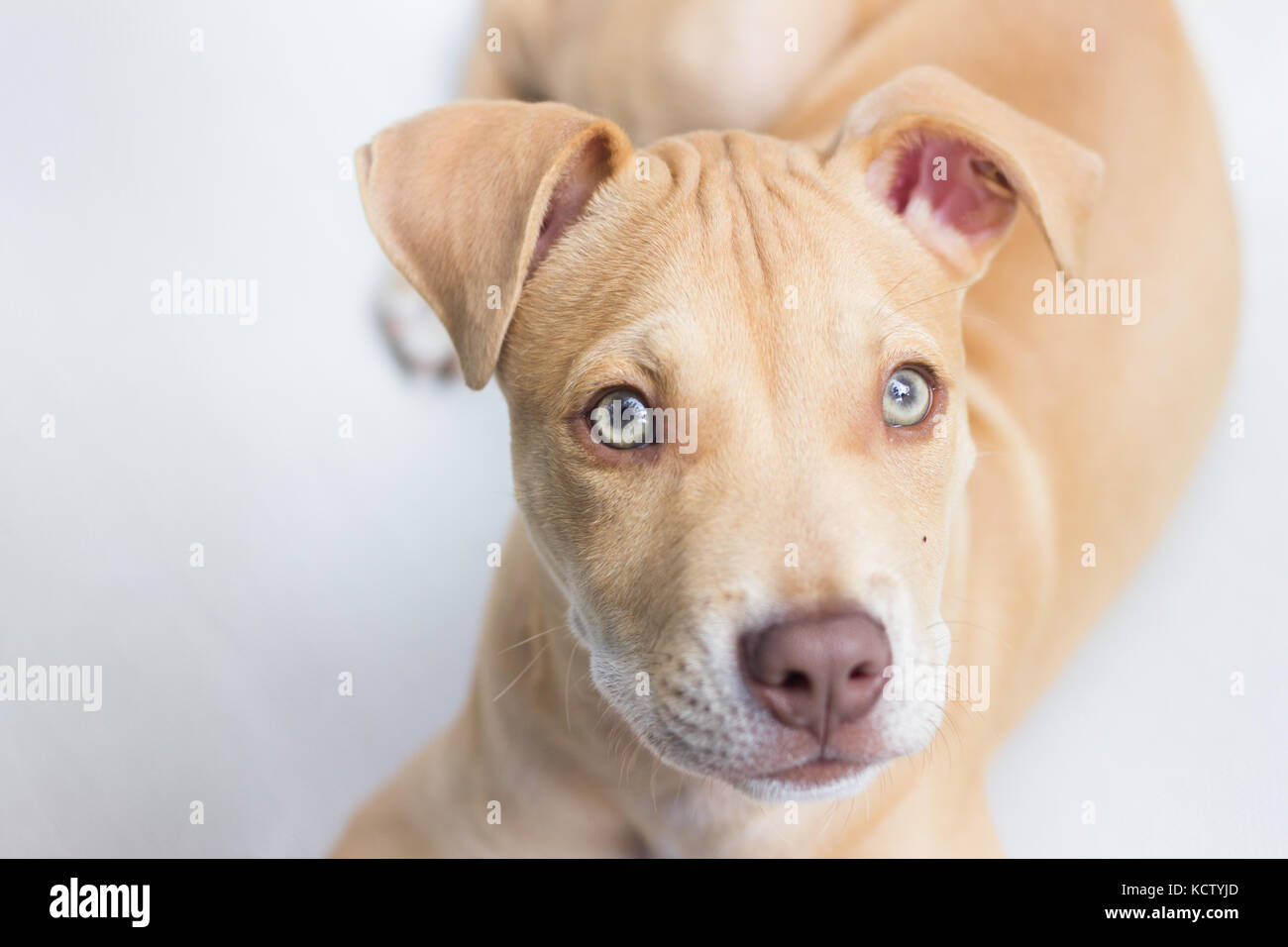 Chiot pit bull dog portrait visage Banque D'Images