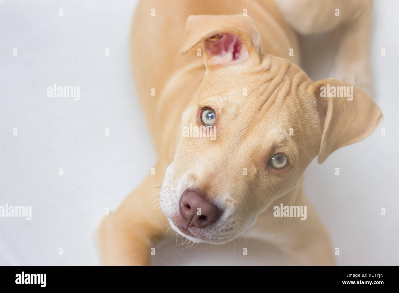 Chiot pit bull dog portrait visage Banque D'Images