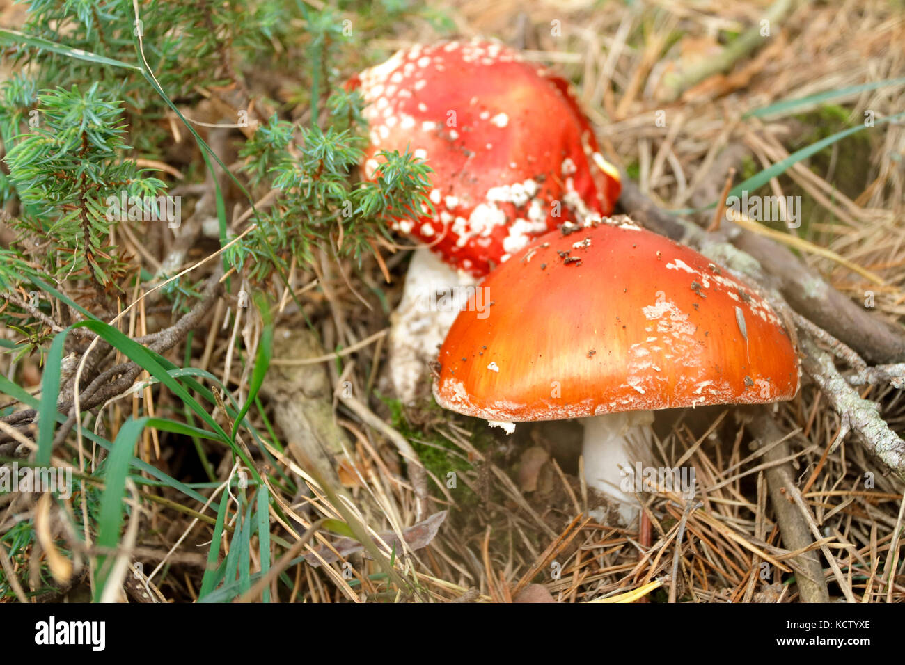 Des scènes d'automne et les champignons Les champignons typiques Banque D'Images