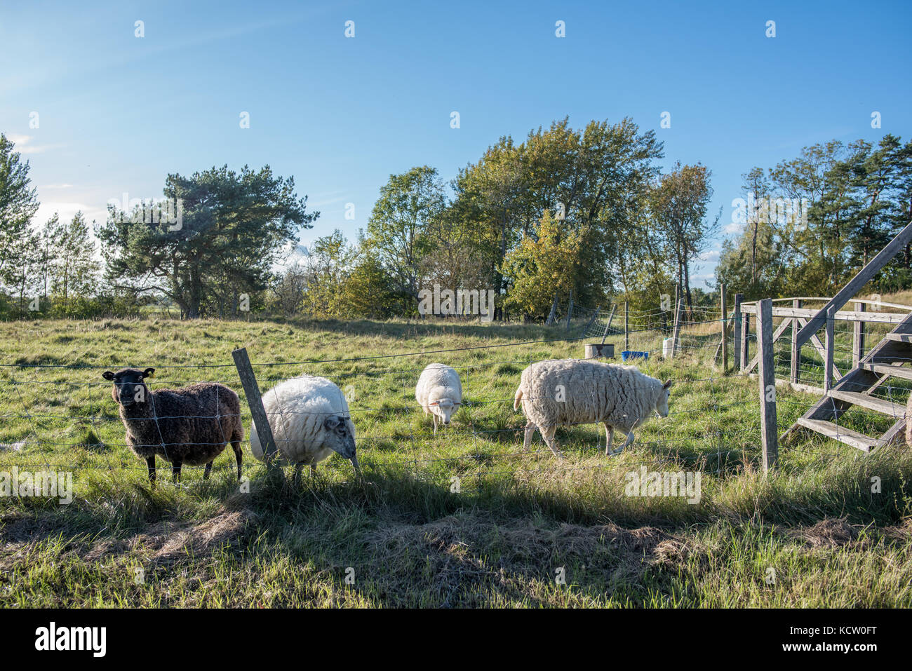 Le paysage agricole de l'Oland du Sud en Suède est un site classé au patrimoine mondial de l'UNESCO en raison de sa biodiversité Banque D'Images