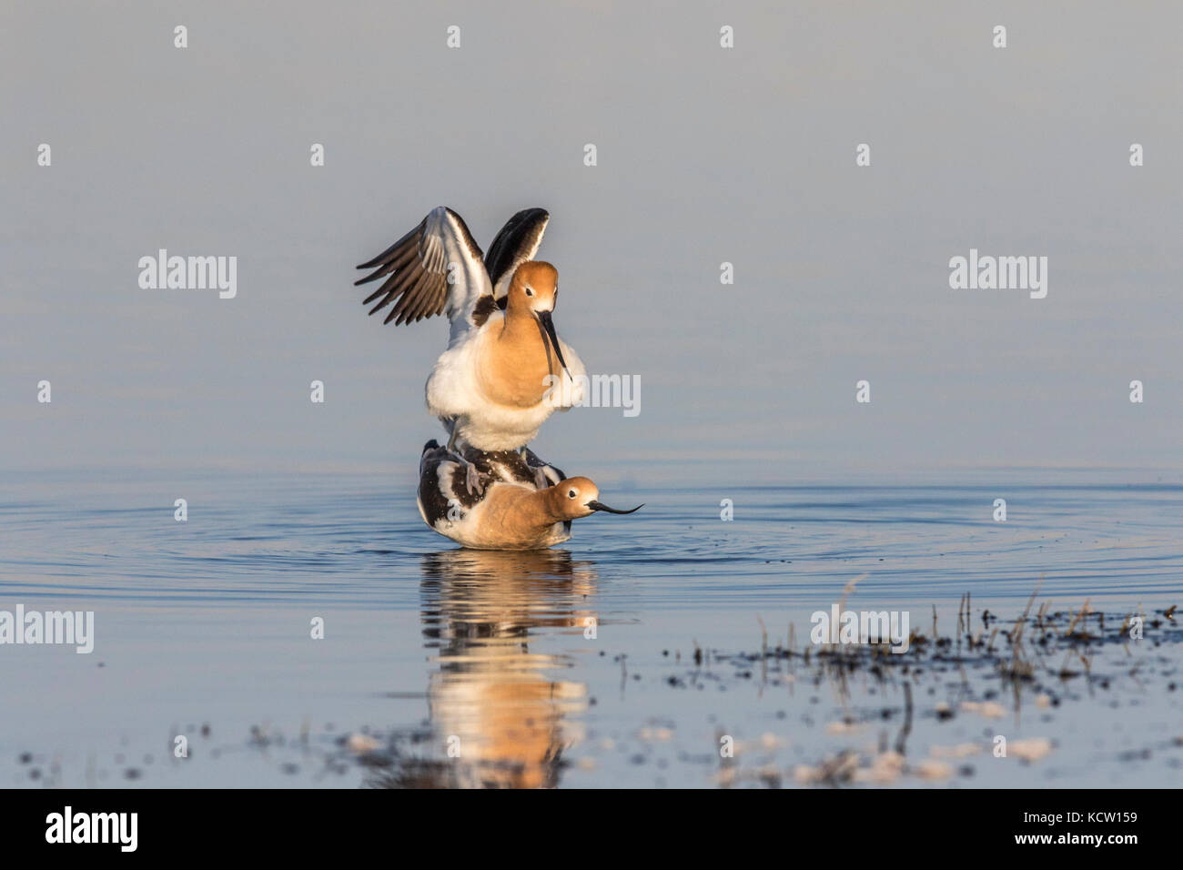 L'Avocette d'Amérique (Recurvirostra americana) Paire de Avocette colorés, montrant le comportement d'accouplement, en prairie slough, c'est l'habitat naturel. Frank Lake, Alberta, Canada Banque D'Images
