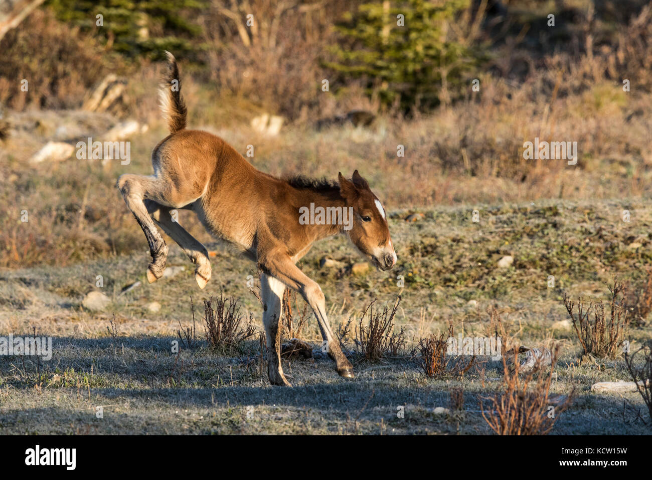 Wild Horse Colt- Feral (Equus caballus) Belle, nouvelle colt, sentir l'air vif, dans les contreforts de l'Alberta, son habitat naturel. Elbow Falls, Alberta, Canada Banque D'Images