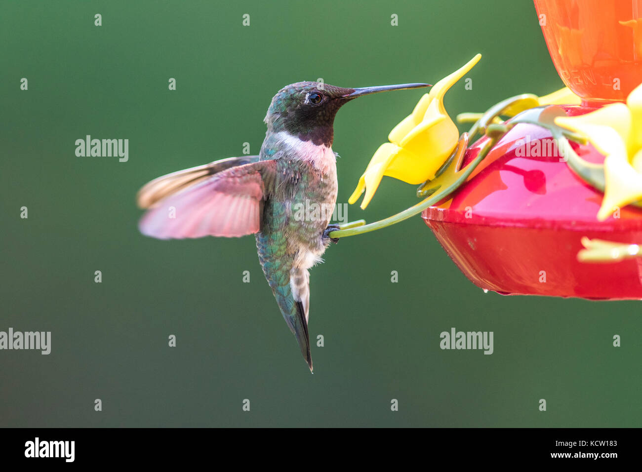 Colibri à gorge rubis (Archilochus colubris, homme,. Assis sur un convoyeur d'alimentation et d'arrière-cour, Cranbrook, Colombie-Britannique, Canada Banque D'Images