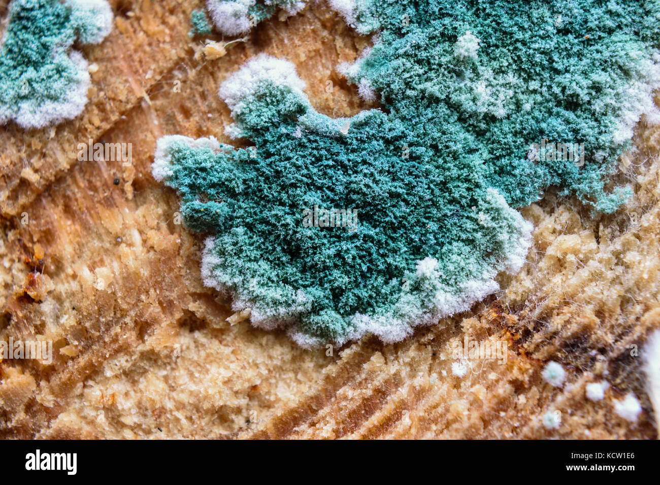 Extreme close-up de moisissure bleue avec extrémités blanc croissant sur bois Banque D'Images