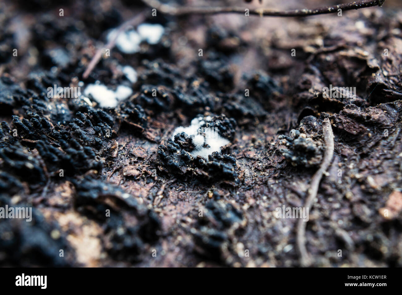 Extreme close-up of white myxomycète, sur l'écorce des arbres en croissance Banque D'Images