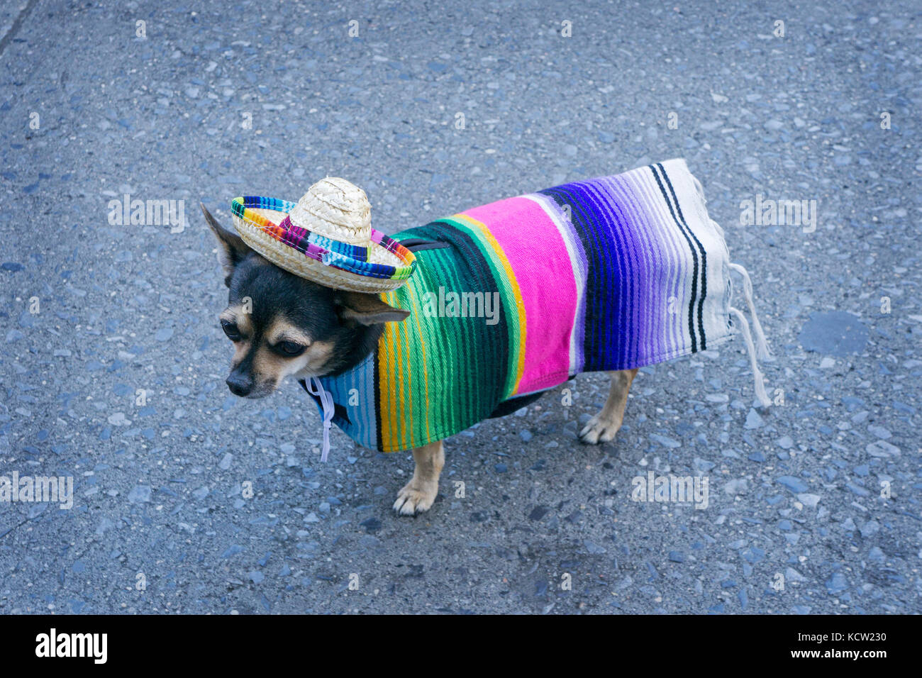 Un chien chihuahua mexicain vêtu d'un sombrero et une couverture sur East 14th Street à Manhattan, New York City. Banque D'Images