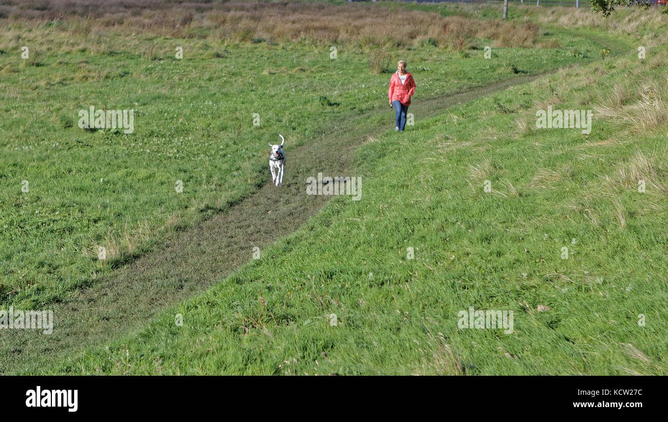Femme marche chien dalmatien sur chemin dans le champ ouvert à l'exécution de l'herbe verte Banque D'Images