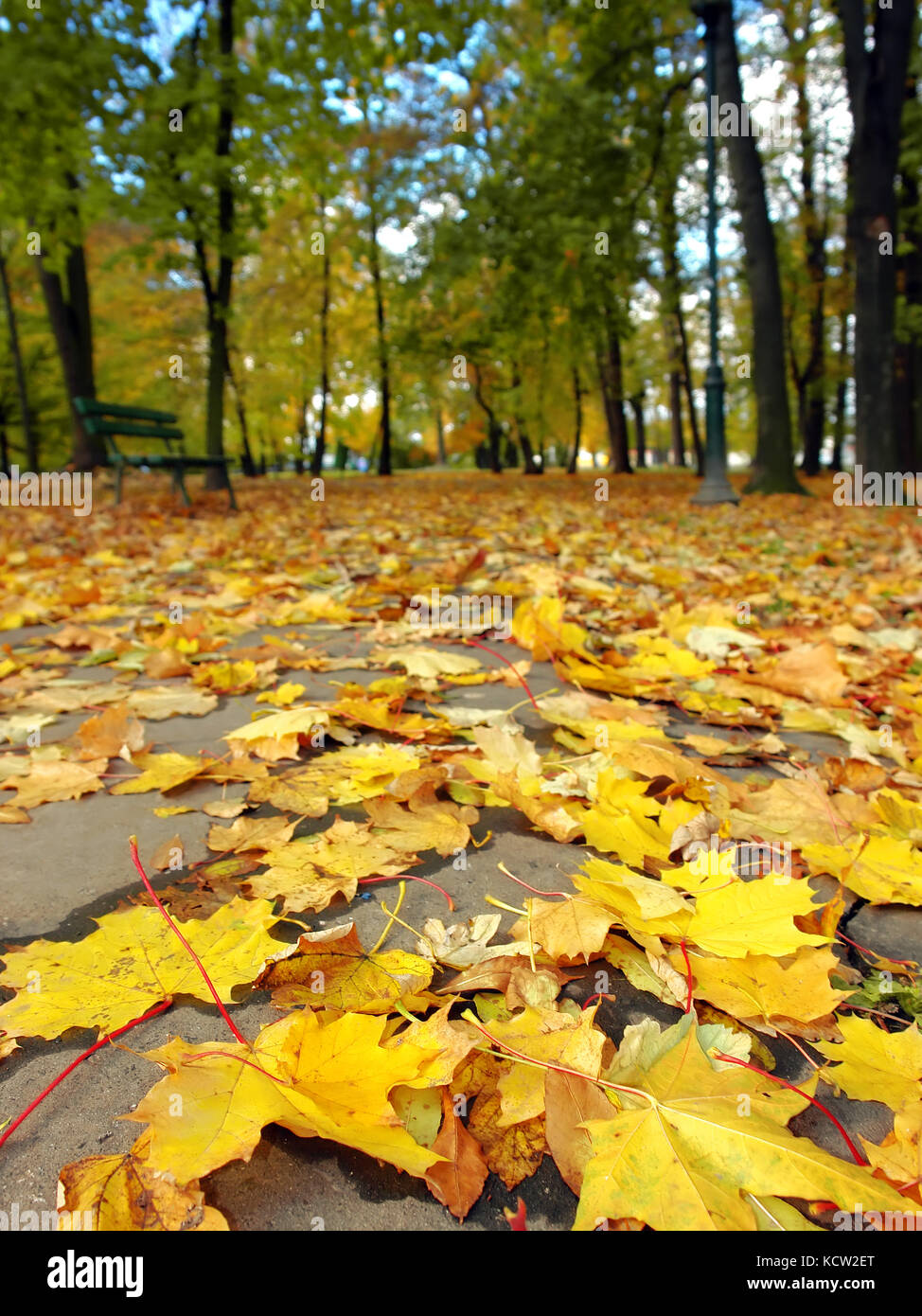 Allée du parc couvert de feuilles d'érable en couleurs d'automne - du point de vue de la grenouille Banque D'Images