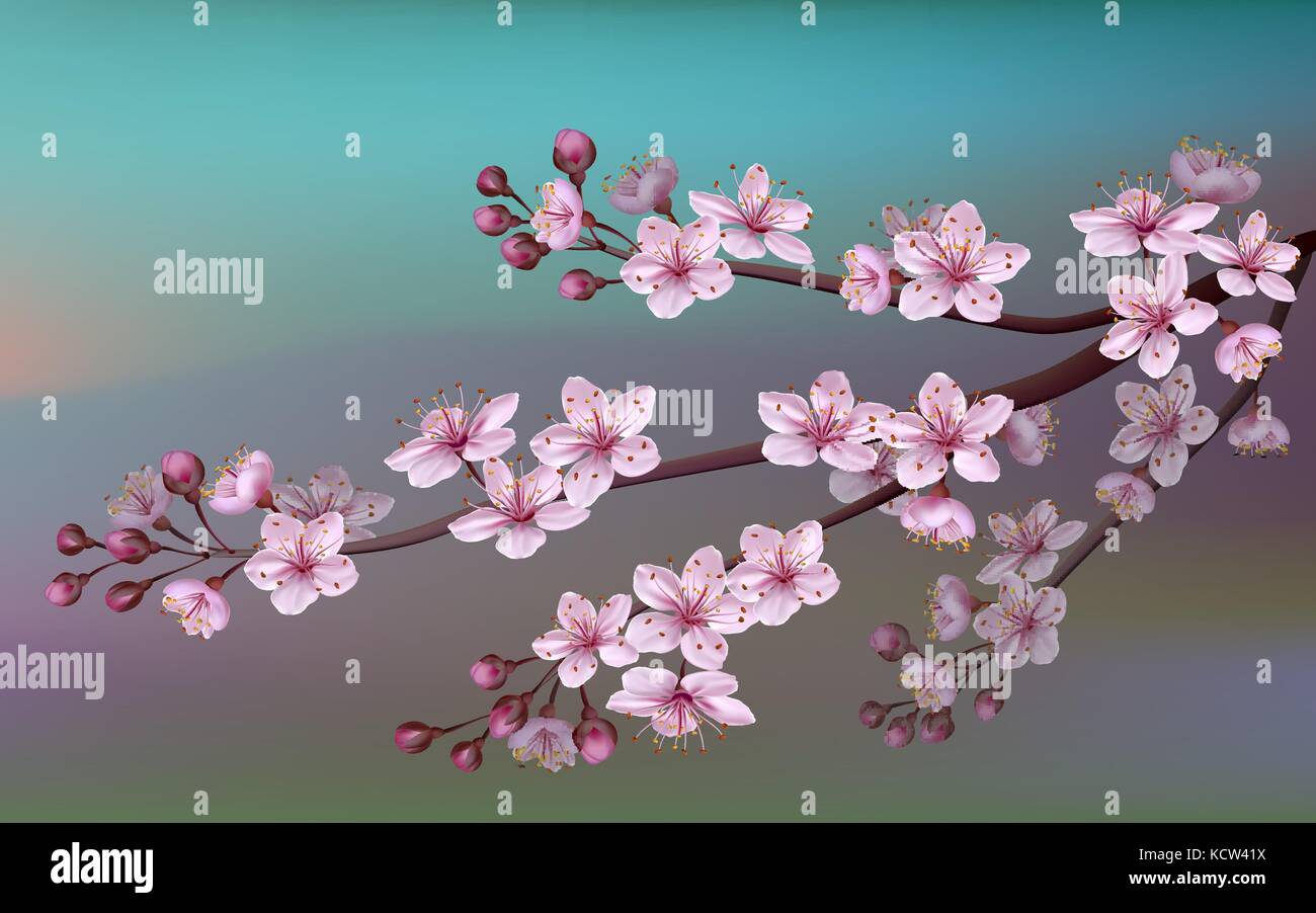 Sakura réaliste cherry branch avec fleurs. nature fond avec blossom succursale de fleurs rose Sakura. template isolé sur fond blanc. fichier vecteur inclus Illustration de Vecteur