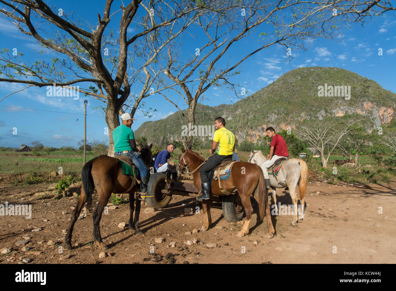 Cow-boys locaux et des chevaux, Vinales, Cuba Banque D'Images