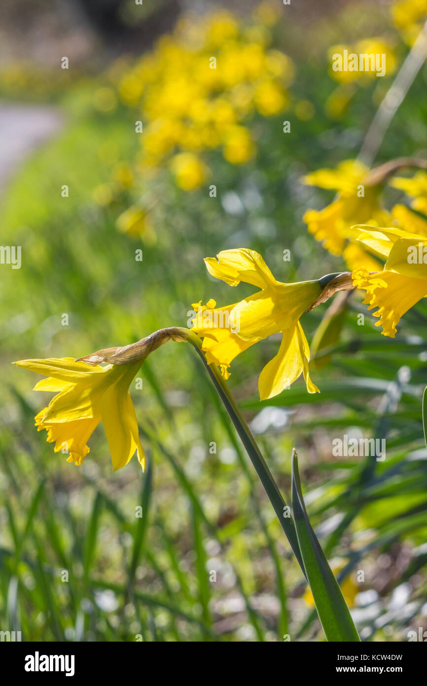 Les jonquilles à l'extérieur côté route Arundel wetland centre de forêts.  Fleurs jaunes tout le long de talus au printemps. Plante vivace à bulbe  basal Photo Stock - Alamy
