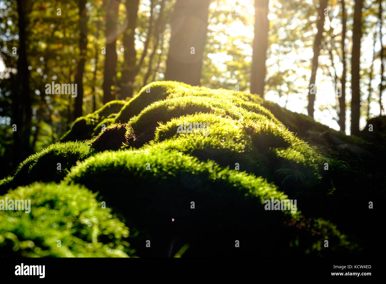 Fermer en vert mousse pierre dans la forêt de pins. soleil le matin par grand arbre. Banque D'Images