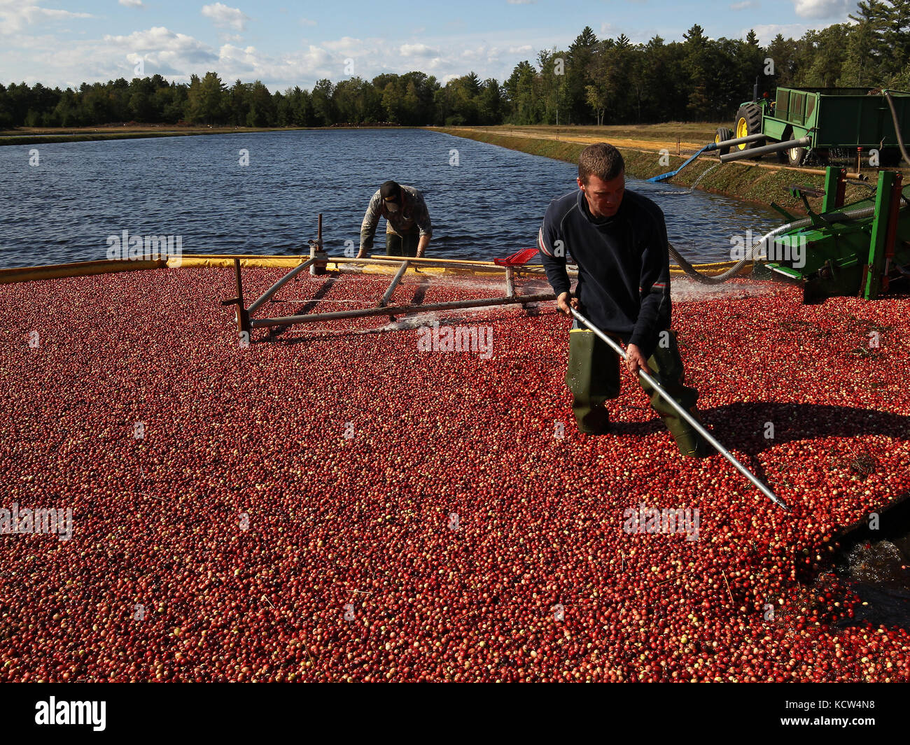 Les canneberges sont récoltées autour de Garennes et Tomah, Wisconsin en octobre. Banque D'Images