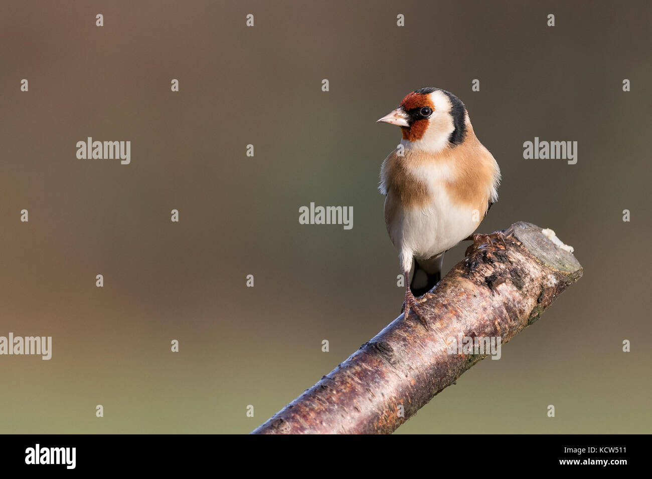 Goldifnch d'Europe (Carduelis carduelis) sur une branche en Angleterre, Royaume-Uni Banque D'Images