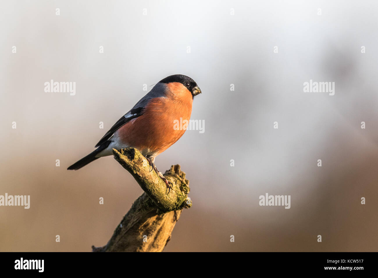 Canard colvert mâle (Pyrrhula pyrrhula) sur une branche dans la lumière du soleil en Angleterre, Royaume-Uni Banque D'Images