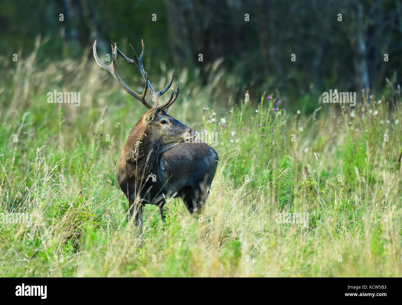 Pendant la saison de rut du cerf européen Banque D'Images