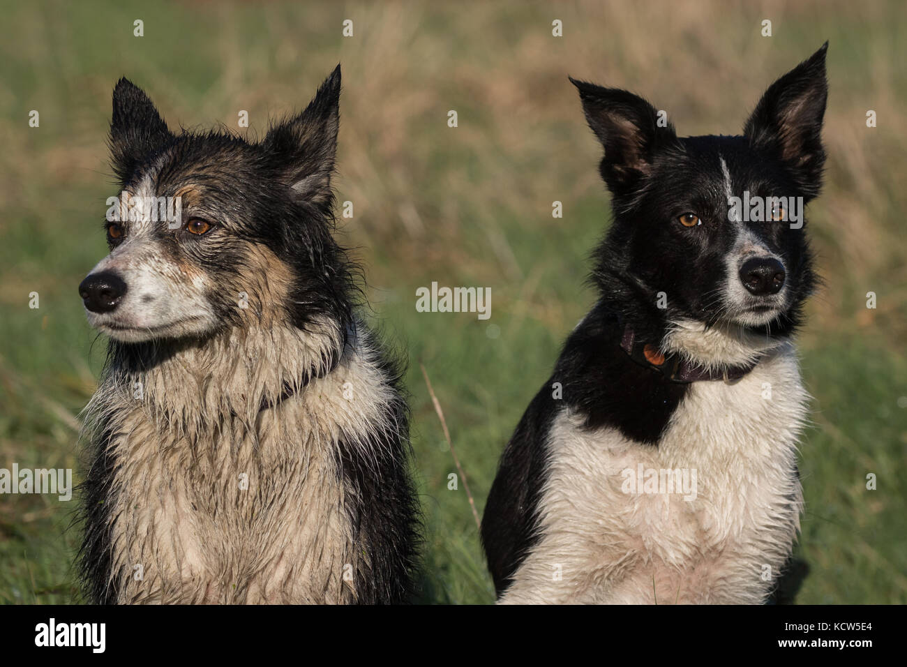 Border Collie Chiens de Travail dans des domaines en Angleterre, Royaume-Uni Banque D'Images