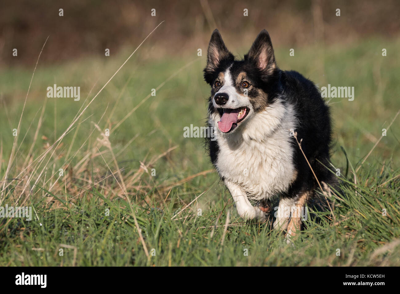 Border Collie Chiens de Travail dans des domaines en Angleterre, Royaume-Uni Banque D'Images