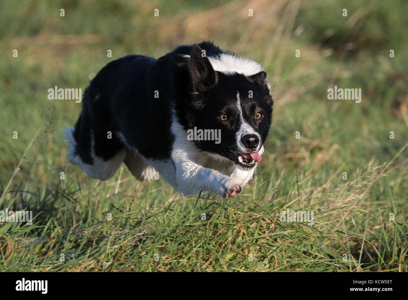 Border Collie Chiens de Travail dans des domaines en Angleterre, Royaume-Uni Banque D'Images