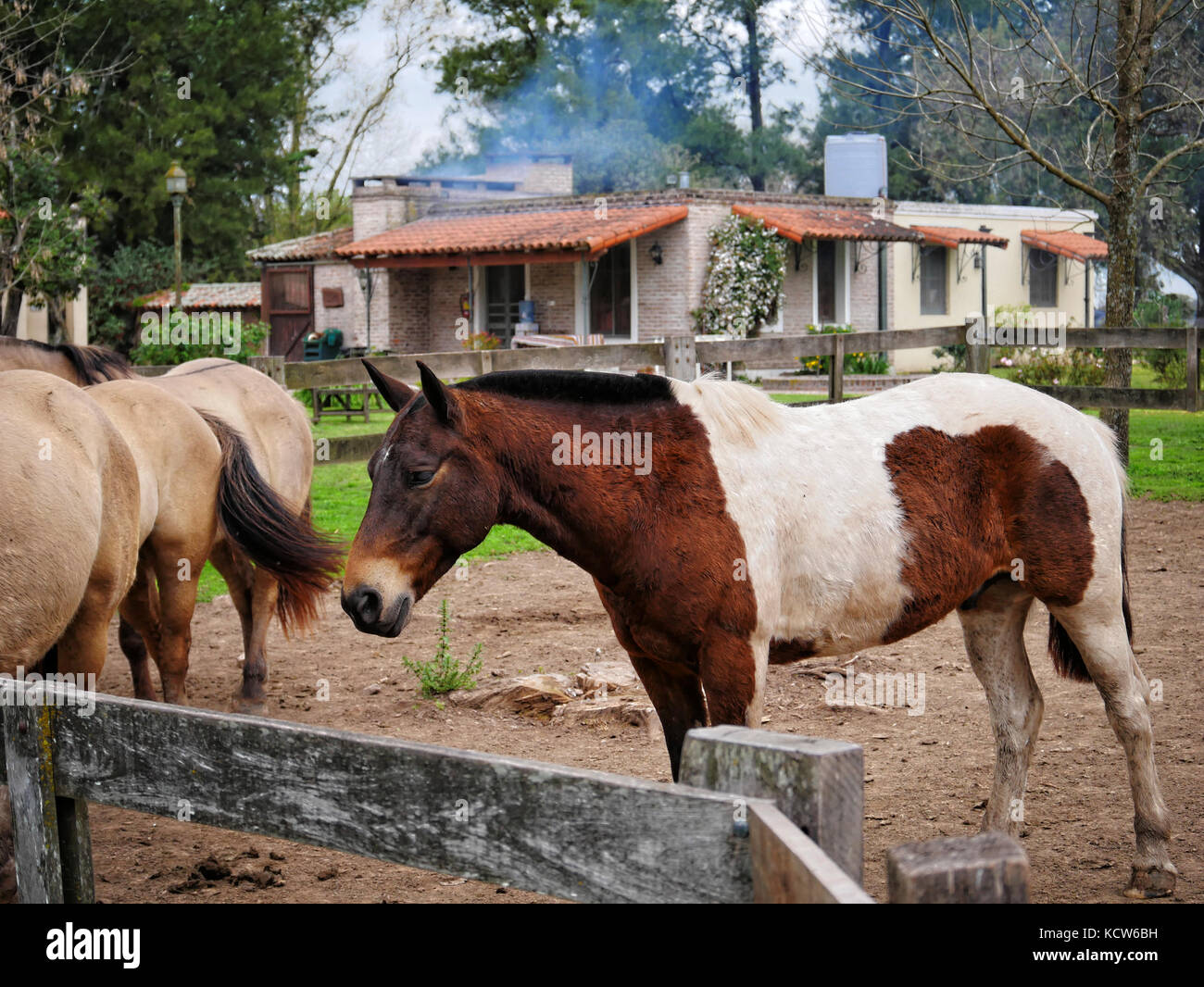 Les chevaux pie sur l'estancia, gaucho horse ranch, San Antonia de Areco, nr. Buenos Aires, Argentine Banque D'Images