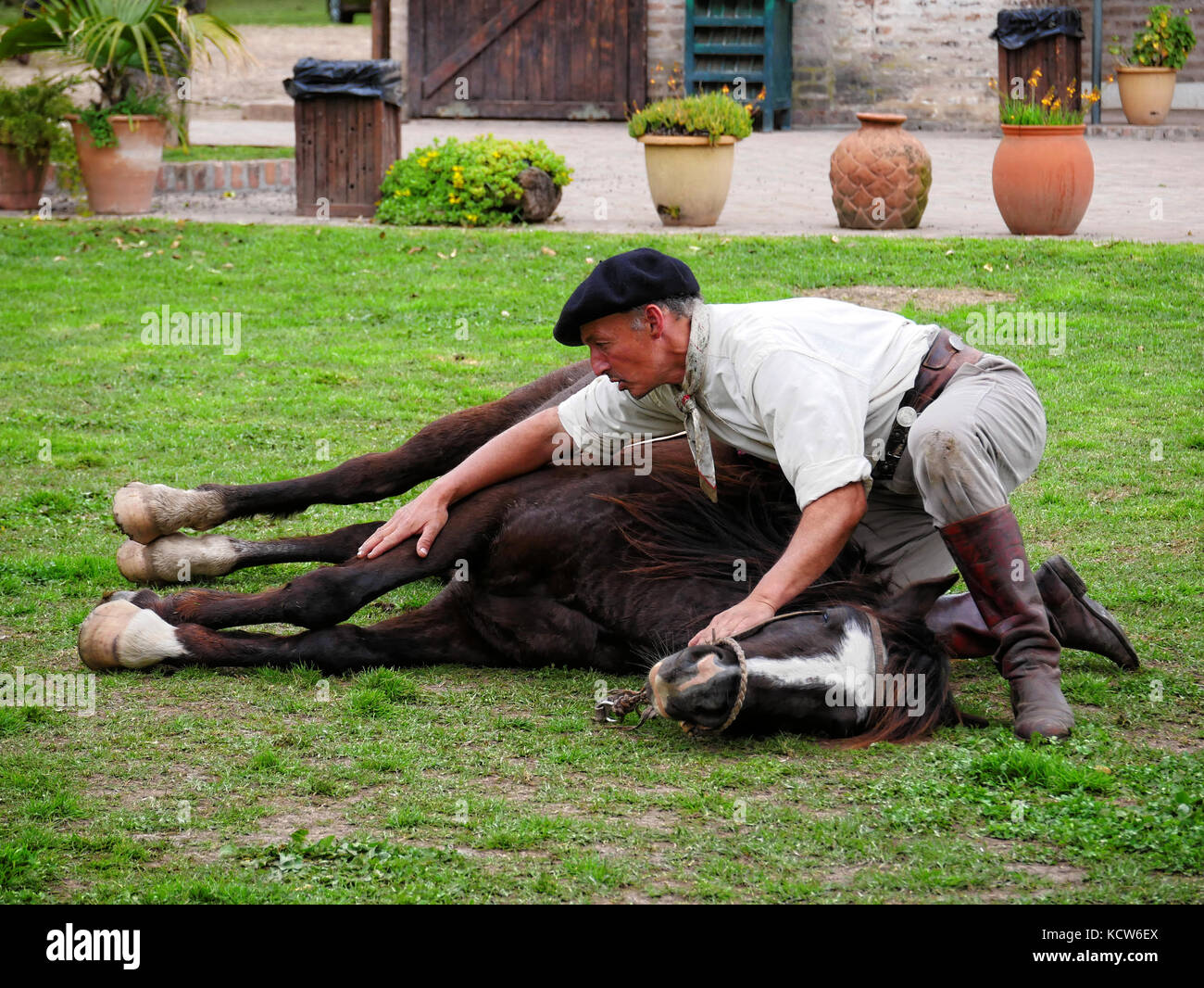 Cheval d'Indien taming (cheval yoga) avec gaucho estancia nr. Buenos Aires, Argentine Banque D'Images