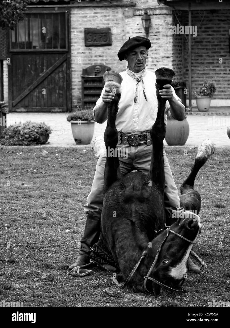 Cheval d'Indien taming (cheval yoga) avec gaucho estancia nr. Buenos Aires, Argentine Banque D'Images