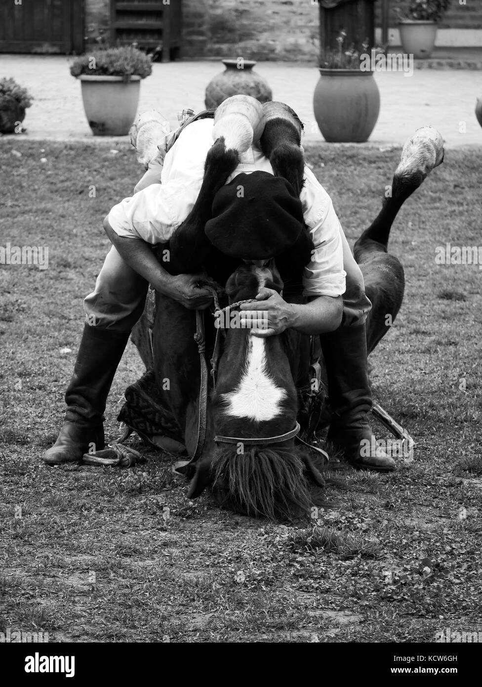 Man kissing Horse, cheval d'Indien taming (cheval yoga) avec gaucho estancia nr. Buenos Aires, Argentine Banque D'Images