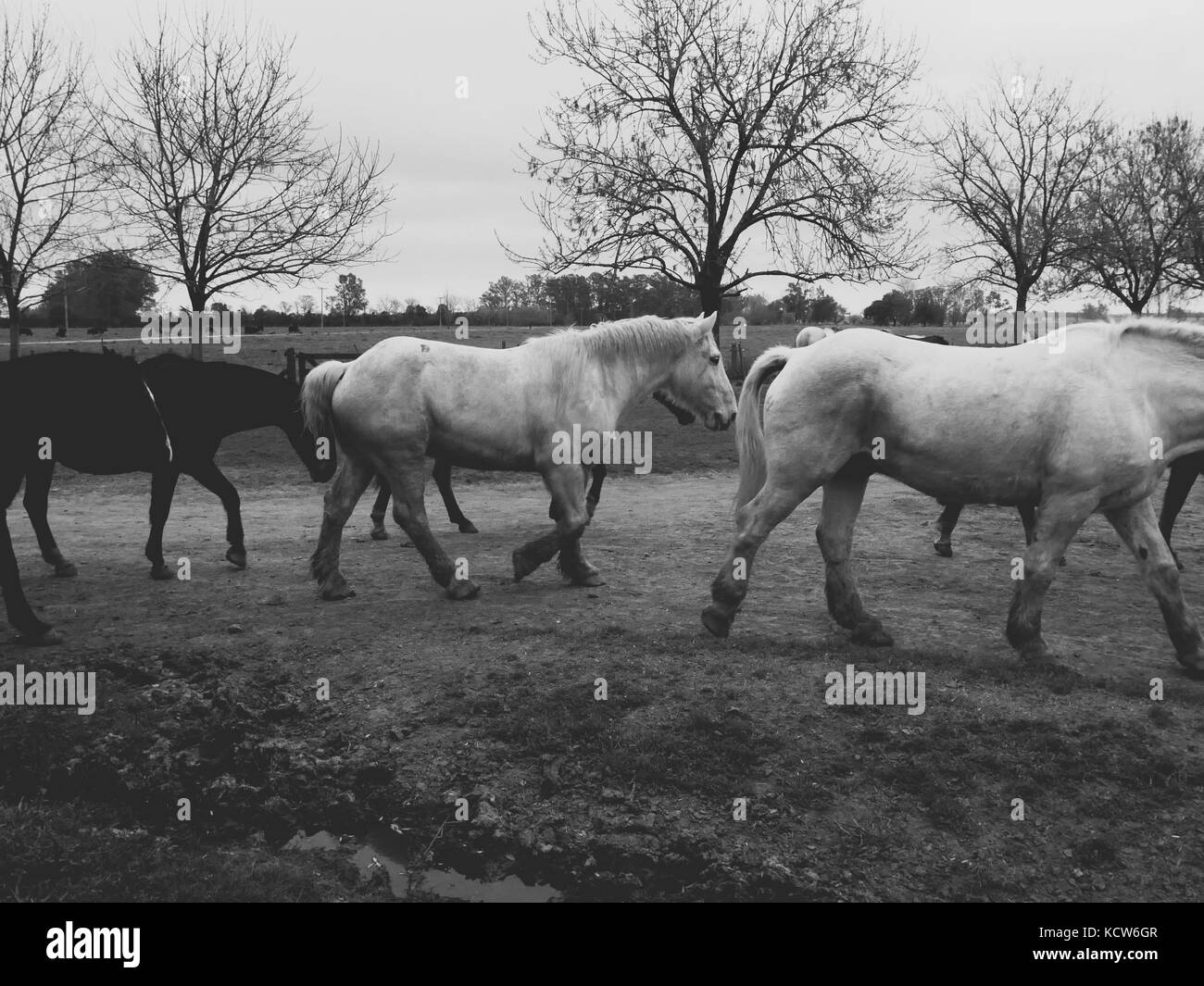 Chevaux en noir et blanc sur le ranch, estancia, nr. Buenos Aires, Argentine Banque D'Images