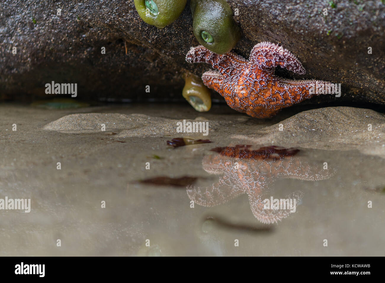 Étoile de mer orange reflètent en petit bassin à marée basse Banque D'Images