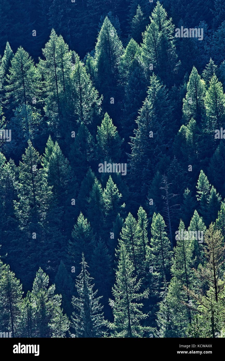La forêt de conifères à flanc de montagnes Monashee, Moyie, British Columbia, canada Banque D'Images