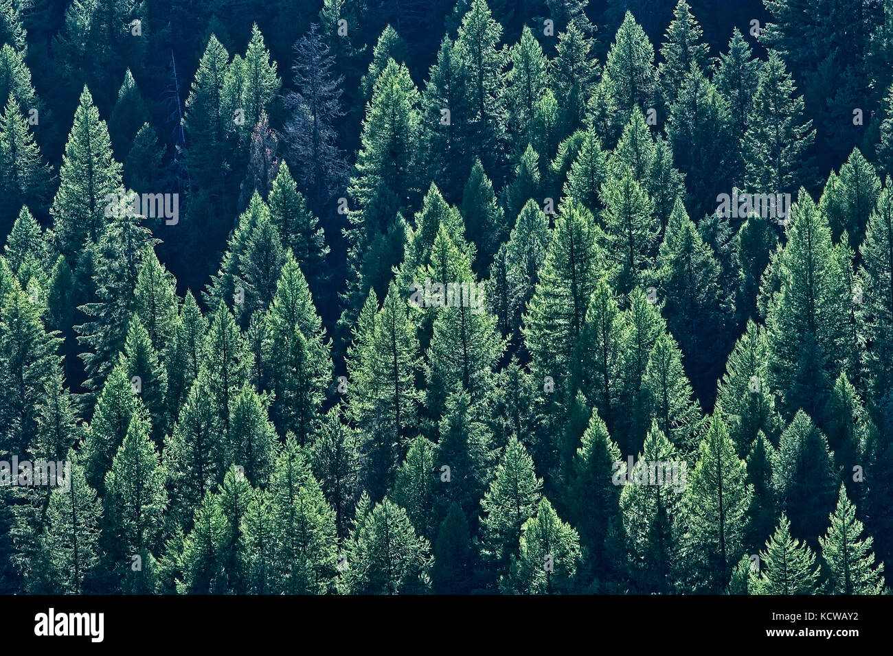 La forêt de conifères à flanc de montagnes Monashee, Moyie, British Columbia, canada Banque D'Images