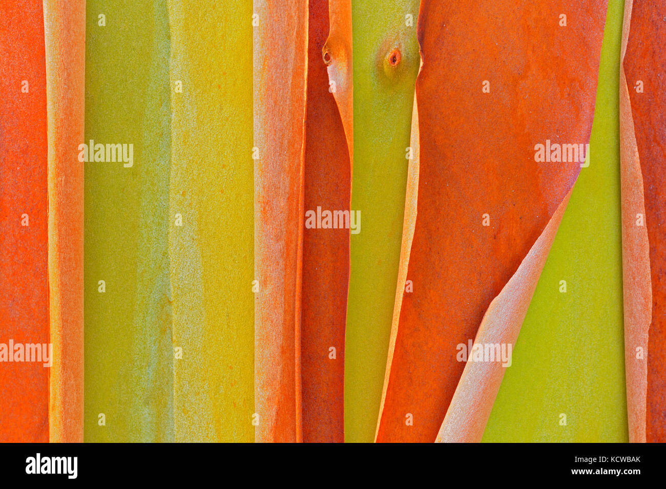 Écorce de l'arbousier (Arbutus (Pacifique) de Madrone menzeisii) arbre. Le seul à feuilles indigènes conifère., Salt Spring Island (Îles du Golfe), British Columbia, Canada Banque D'Images