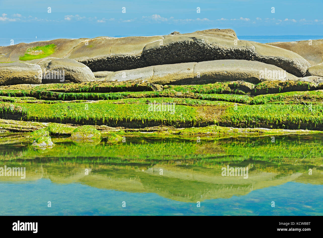 Les algues couvrant les rochers à marée basse, dans le détroit de Georgia, Gulf Islands, l'île Saturna (Colombie-Britannique), Canada Banque D'Images