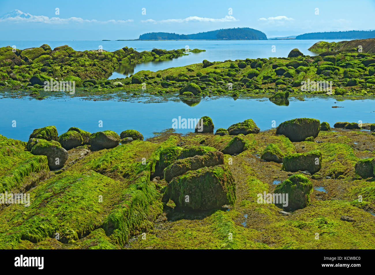 Le Seawwed couvre les rochers à marée basse. Détroit de Géorgie. Îles Gulf, île Saturna, Colombie-Britannique, Canada Banque D'Images