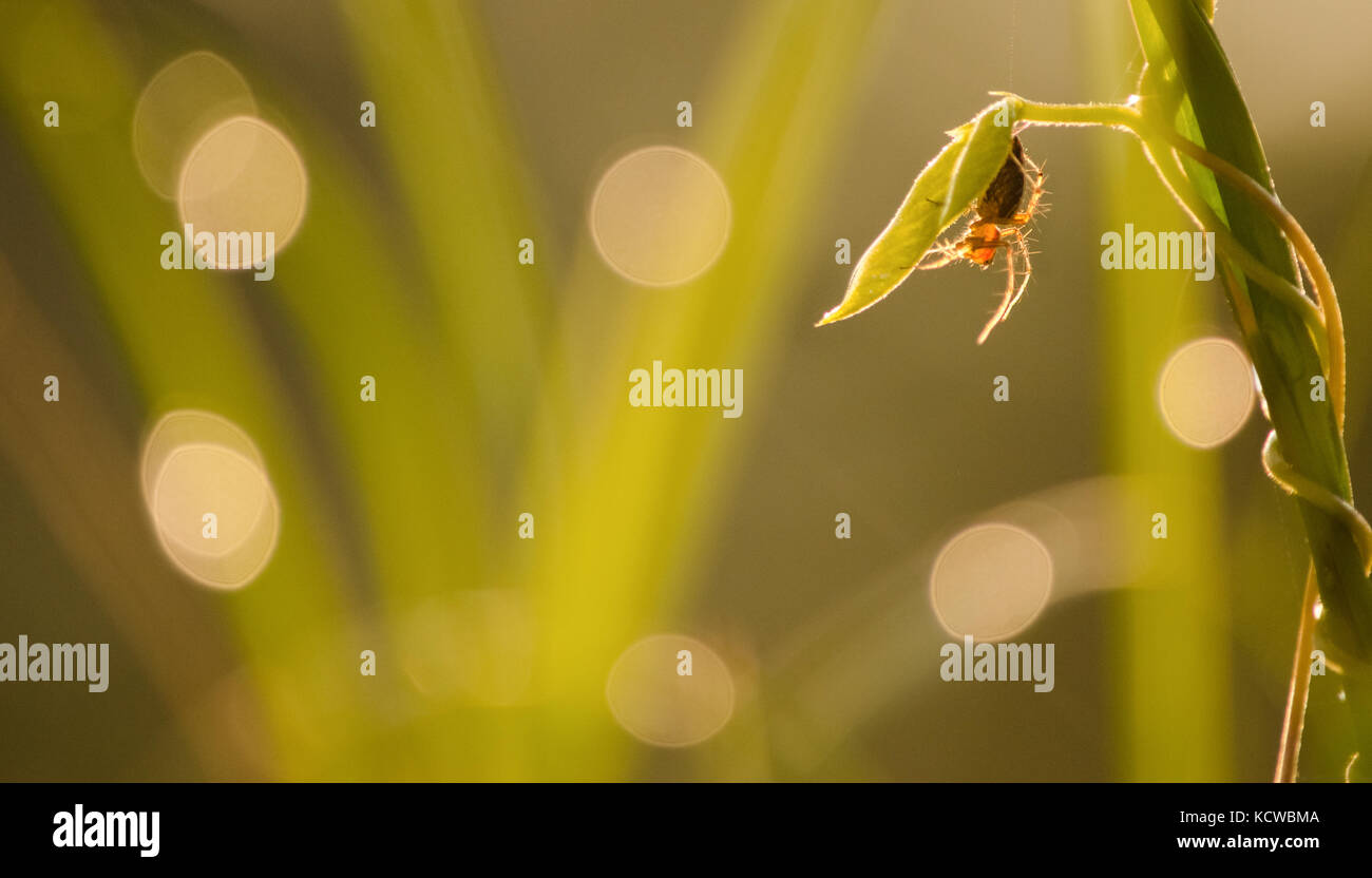 Sur spider green laisser Banque D'Images