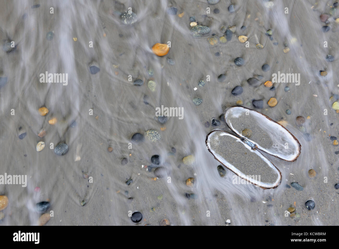 La coquille des mollusques, de roches et de sable sur l'Agate Beach. Le Parc Provincial Naikoon. L'île Graham. , Haida Gwaii (anciennement Îles de la Reine-Charlotte), British Columbia, Canada Banque D'Images
