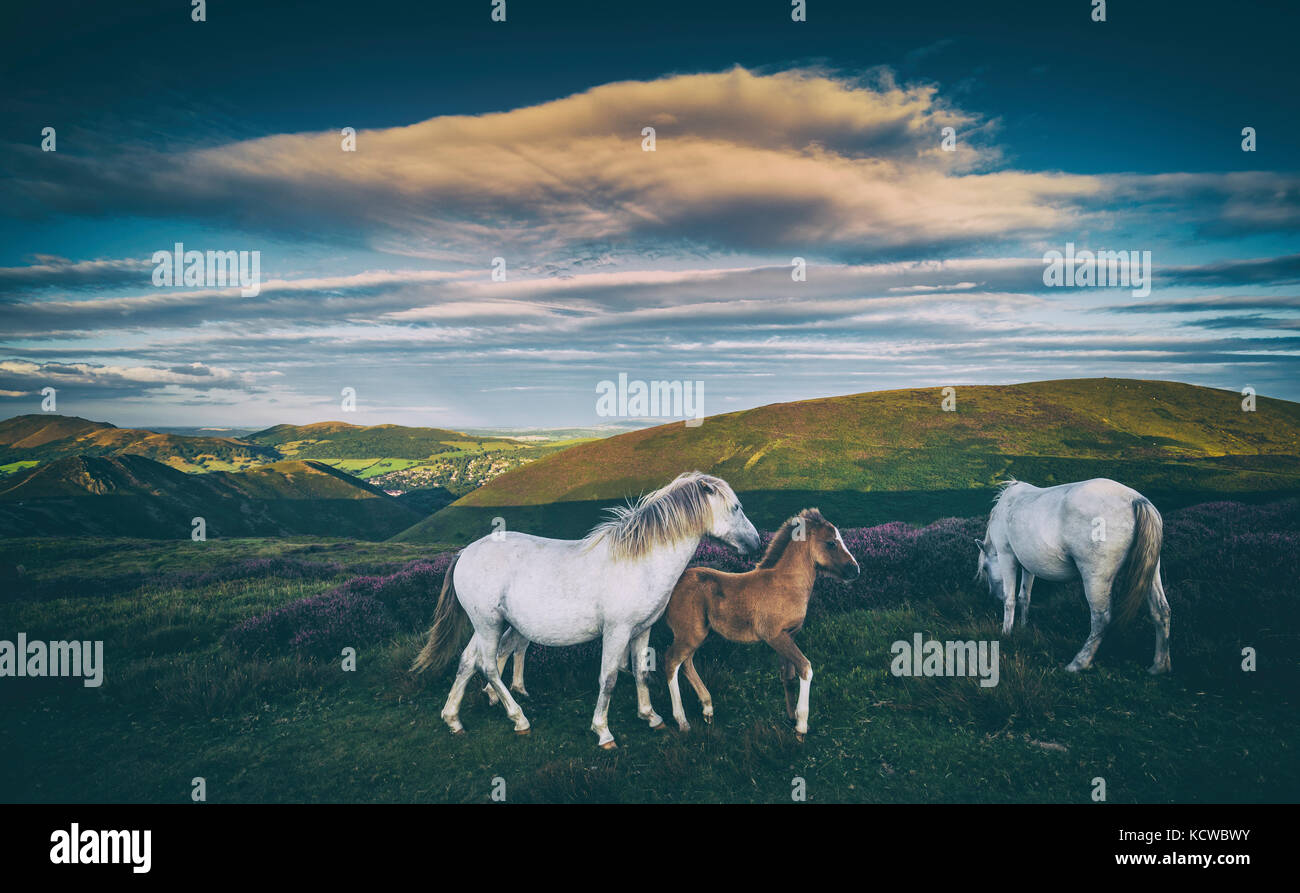 Poneys sauvages sur Mountain Meadow Banque D'Images