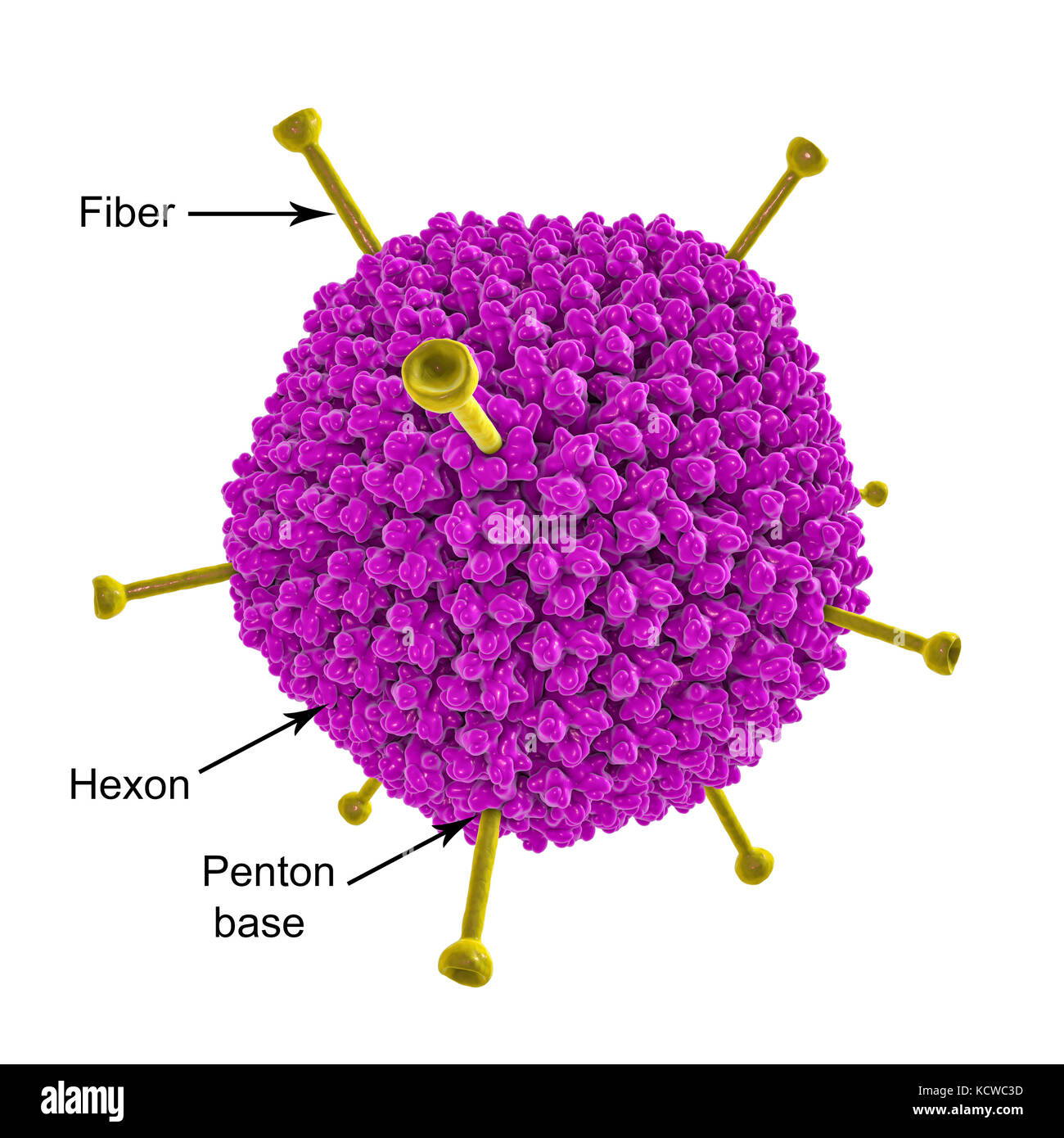 L'ADÉNOVIRUS AD-36 et les cellules adipeuses. Illustration d'ordinateur d'adénovirus AD-36 les particules et les cellules adipeuses (adipocytes). Annonce-36 est l'un des 51 types d'adénovirus connus pour infecter les humains. La plupart des adénovirus suite au froid, gastro-entérite, une inflammation ou la fièvre. Annonce-36 est inhabituelle en ce qu'elle peut être liée à l'obésité humaine et pourrait contribuer à l'épidémie d'obésité. Banque D'Images