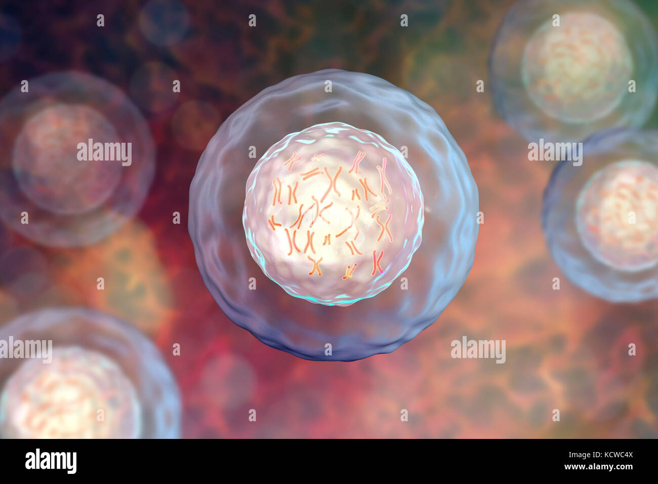 Avec les chromosomes de cellules humaines, de l'illustration. Les chromosomes, qui sont constitués de deux chromatides identiques s'est joint à un centromère (lumière), sont composés de l'acide désoxyribonucléique (ADN) enroulé autour des protéines. Contient des sections d'ADN, appelées gènes, qui codent l'information génétique de l'organisme, la détermination de la structure de chaque cellule, de fonction et de comportement. Banque D'Images