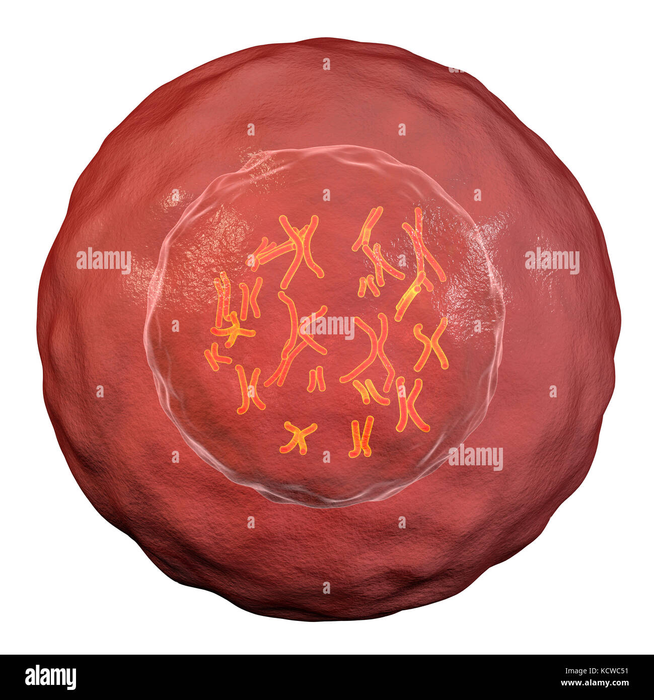 Avec les chromosomes de cellules humaines, de l'illustration. Les chromosomes, qui sont constitués de deux chromatides identiques s'est joint à un centromère (lumière), sont composés de l'acide désoxyribonucléique (ADN) enroulé autour des protéines. Contient des sections d'ADN, appelées gènes, qui codent l'information génétique de l'organisme, la détermination de la structure de chaque cellule, de fonction et de comportement. Banque D'Images