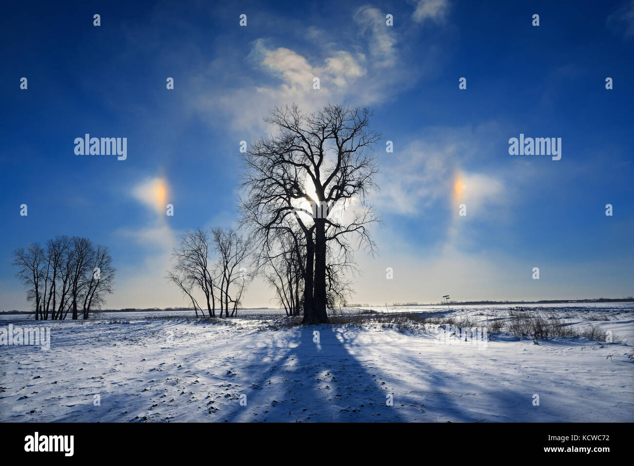 Les sundogs et arbre peuplier (Populus deltoides), grande pointe, au Manitoba, Canada Banque D'Images