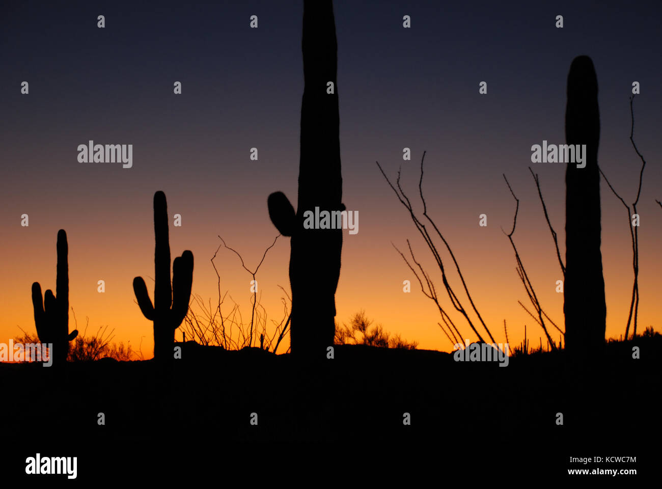 Coucher du soleil - Organ Pipe Cactus national monument, arizona Banque D'Images